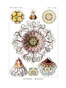 Peromedusae，1899-1904 作者 德国学校