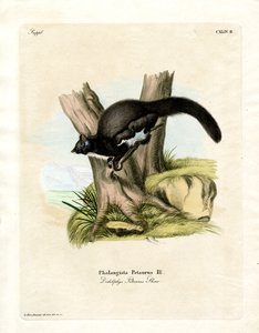 Petaurine 负鼠（彩色雕刻） 作者 德国学校