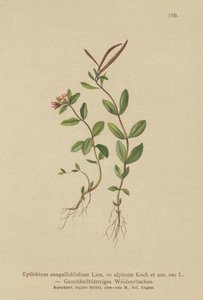 Pimpernel Willowherb（Epilobium anagallidifolium，Epilobium alpinum） 作者 德国学校