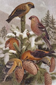Pine Grosbeak和Crossbill，来自Brehms Tierleben的记录：Allgemeine Kunde des Tierreichs，vol 4，p。 314，由Bibliographisches Institut，1891出版 作者 德国学校