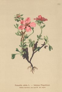 粉红五叶（Potentilla nitida） 作者 德国学校