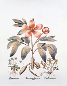粉色牡丹（手工雕刻） 作者 德国学校