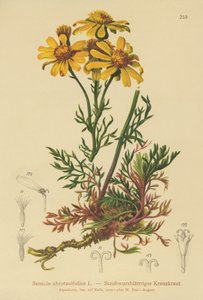 羽状叶草（Senecio abrotanifolius，Jacobaea abrotanifolia） 作者 德国学校