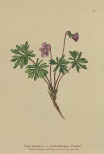 羽状紫罗兰（Viola pinnata） 作者 德国学校