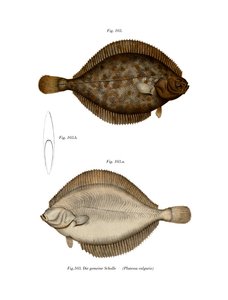 鲽鱼（彩色平版印刷 作者 德国学校