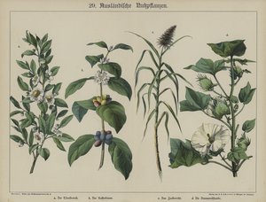 植物（彩色平版印刷）。 作者 德国学校
