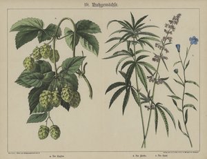 植物（彩色石版画） 作者 德国学校
