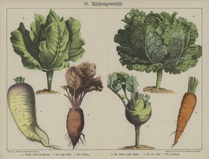 植物 作者 德国学校
