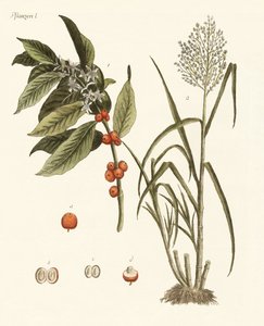 来自炎热国家的植物 作者 德国学校