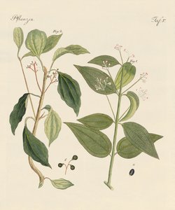 来自炎热国家的植物 作者 德国学校