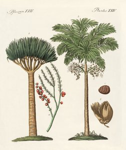 来自炎热国家的植物 作者 德国学校