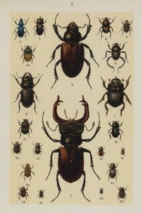 来自 The Young Beetle-Collector