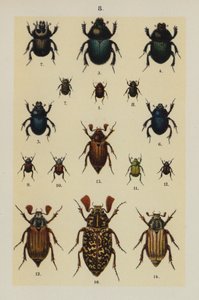 来自 The Young Beetle-Collector