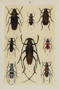 来自 The Young Beetle-Collector