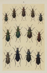 来自 The Young Beetle-Collector