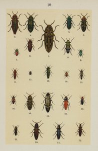 板块来自《年轻的甲虫-收藏家手册》（chromolitho）。 作者 德国学校