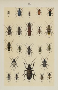 来自 The Young Beetle-Collector