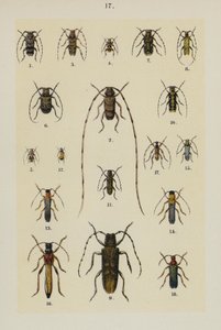 来自 The Young Beetle-Collector