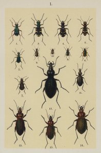 来自 The Young Beetle-Collector