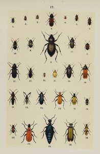 来自 The Young Beetle-Collector