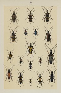 来自 The Young Beetle-Collector