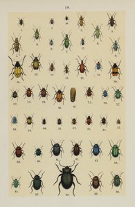 来自 The Young Beetle-Collector