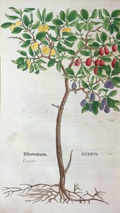 李子树，一种来自植物标本室的植物板，由Leonhart Fuchs（1501-66）出版，于1543年在巴塞尔出版 作者 德国学校