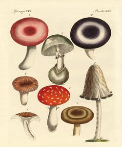 有毒的德国蘑菇 作者 德国学校
