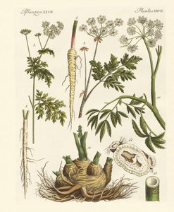 有毒的德国植物 作者 德国学校