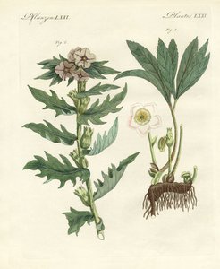 有毒的德国植物 作者 德国学校