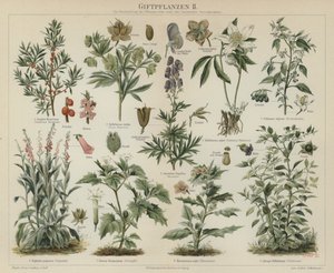 有毒植物（彩色印刷品 作者 德国学校