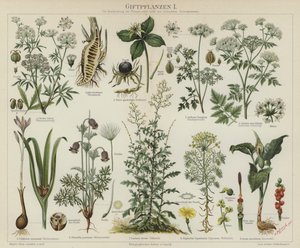 Poisonous plants (colour litho) 作者 德国学校