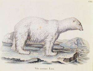 北极熊（Ursus maritimus），摘自《自然界中的哺乳动物》，作者Johann Christian Daniel von Schreber（1739-1810），IC Bock根据Marechal的绘图进行雕刻，第三卷，表141，德国 作者 德国学校