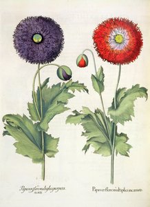 罂粟：1.Papaver开花多肉。 2.Papaver多个紫色的花，从Eystettensis蓬蒿Besler（1561年至1629年），酒吧。 1613