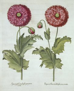 罂粟花，来自Hortus Eystettensis，由Basil Besler（1561-1629）酒吧。 1613 作者 德国学校