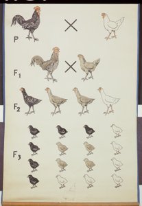 海报展示了鸡的Mendels法 作者 德国学校