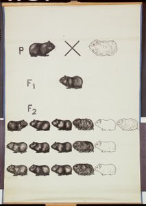 海报展示几内亚猪的Mendels法 作者 德国学校
