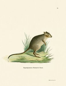 Potoroo（彩色雕刻） 作者 德国学校
