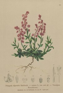 Prealpine Milkwort（Polygala alpestris，Polygala amara var.aut.pl。，Polygala brachyptera） 作者 德国学校