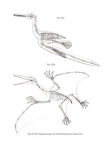 翼手龙(彩色平版印刷) 作者 德国学校