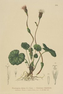 紫色小马脚（Homogyne alpina） 作者 德国学校