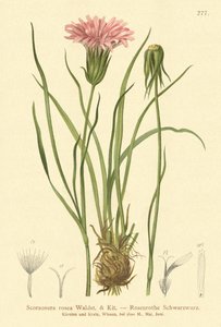 紫色蛇蝎草（Scorzonera rosea，Scorzonera purpurea subsp.rosea） 作者 德国学校