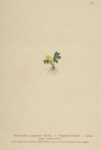 侏儒毛茛（Ranunculus pygmaeus，Ranunculus tappeineri，Ranunculus baerianus，Ranunculus pygmaeus var.Langeanu） 作者 德国学校