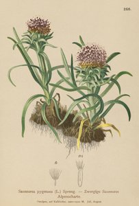 侏儒雪莲（Saussurea pygmaea） 作者 德国学校