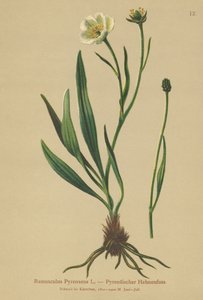 比利牛斯山脉（Ranunculus Pyrenaeus） 作者 德国学校