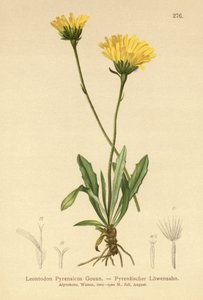 比利牛斯山鹰（Leontodon Pyrenaicum，Leontodon Pyrenaicus） 作者 德国学校