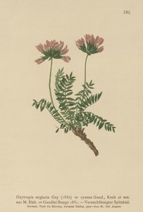 比利牛斯山脉牛奶紫云英（Oxytropis neglecta，Oxytropis cyanea，Oxytropis Gaudini，Oxytropis albana，Oxytropis caucasica，Oxytropis pyrenaica，Astragalus pyrenaicus） 作者 德国学校