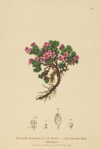 比利牛斯山脉Petrocallis（Petrocallis Pyrenaica） 作者 德国学校