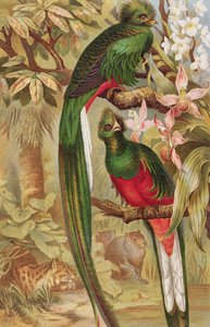 Quetzal，来自Brehms Tierleben的记录：Allgemeine Kunde des Tierreichs，第5卷，第6页，由Bibliographisches Institut出版，1892年 作者 德国学校