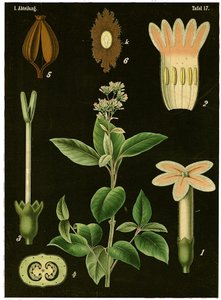 Quinine Tree（Cinchona Calisaya）c.1890（chromolithograph） 作者 德国学校